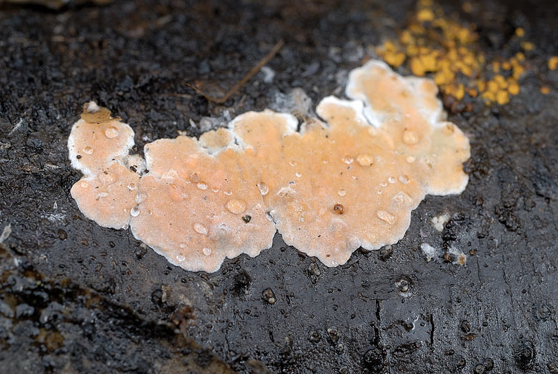 Forse non sar un Aphyllophorales (Peniophora polygonia)
