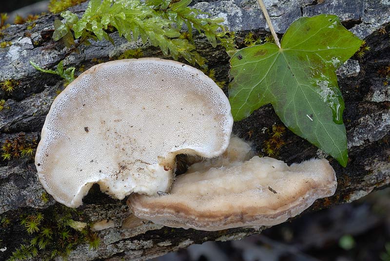 Credo Trametes hirsuta (Trametes hirsuta)