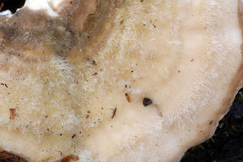 Credo Trametes hirsuta (Trametes hirsuta)