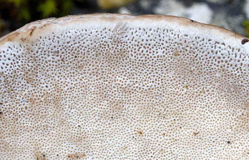Credo Trametes hirsuta (Trametes hirsuta)