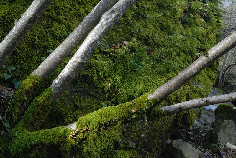Probabilmente Plicaturopsis crispa  (Plicaturopsis crispa)