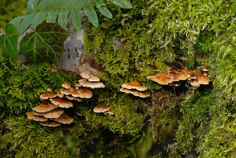 Probabilmente Plicaturopsis crispa  (Plicaturopsis crispa)