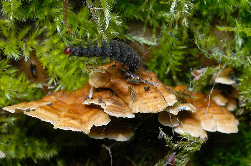 Probabilmente Plicaturopsis crispa  (Plicaturopsis crispa)