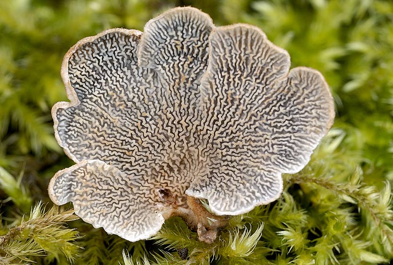 Probabilmente Plicaturopsis crispa  (Plicaturopsis crispa)