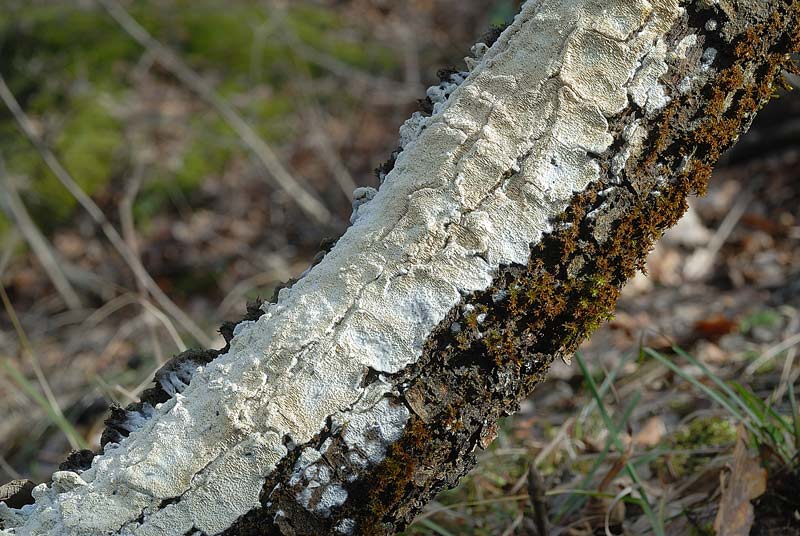 Potr essere ancora  Phlebia rufa? (Schizopora paradoxa)