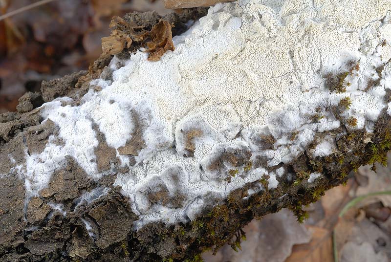 Potr essere ancora  Phlebia rufa? (Schizopora paradoxa)