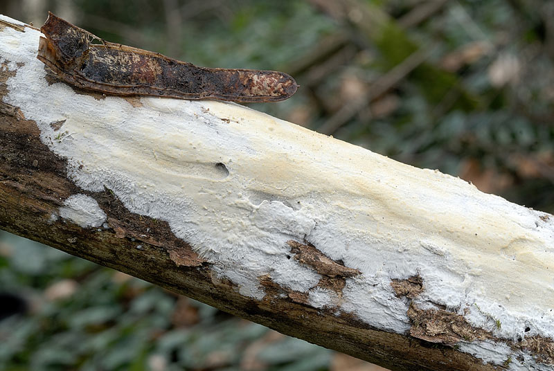 Altra crosta bianca-10 febbr.-(Phanerochaete tubercolata)