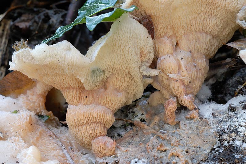 Lignicolo da determinare (Merulius tremellosus)