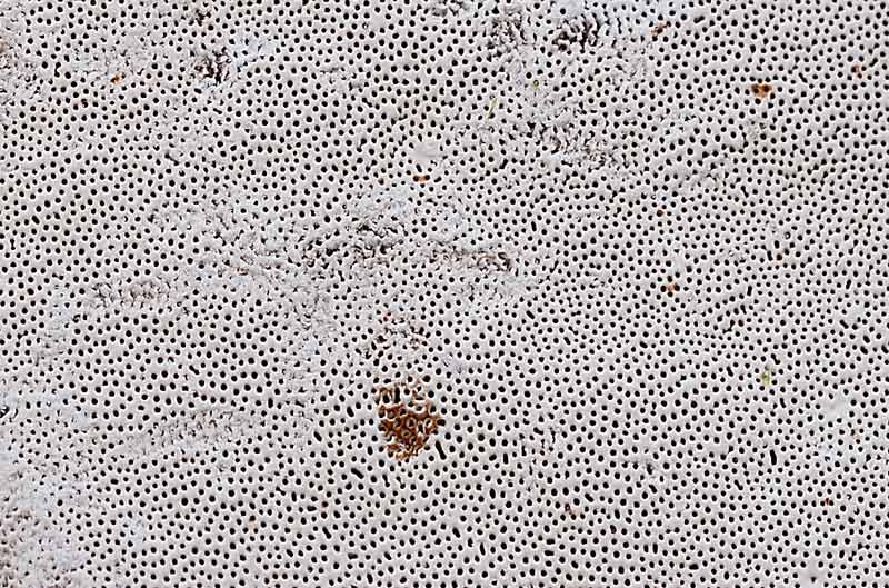 Un lignicolo di montagna da determinare