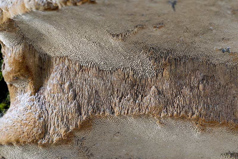 Un lignicolo del Ceppo (Phellinus pomaceus)