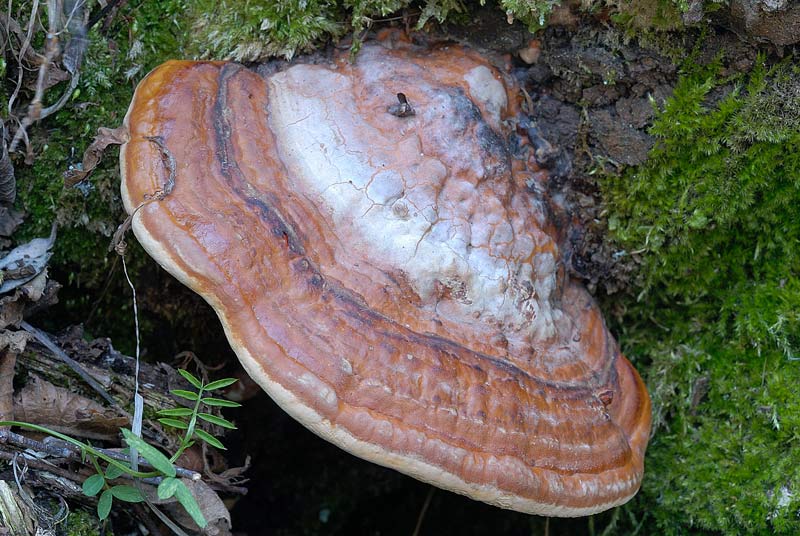 Ulteriore aiuto (Fomitopsis pinicola)