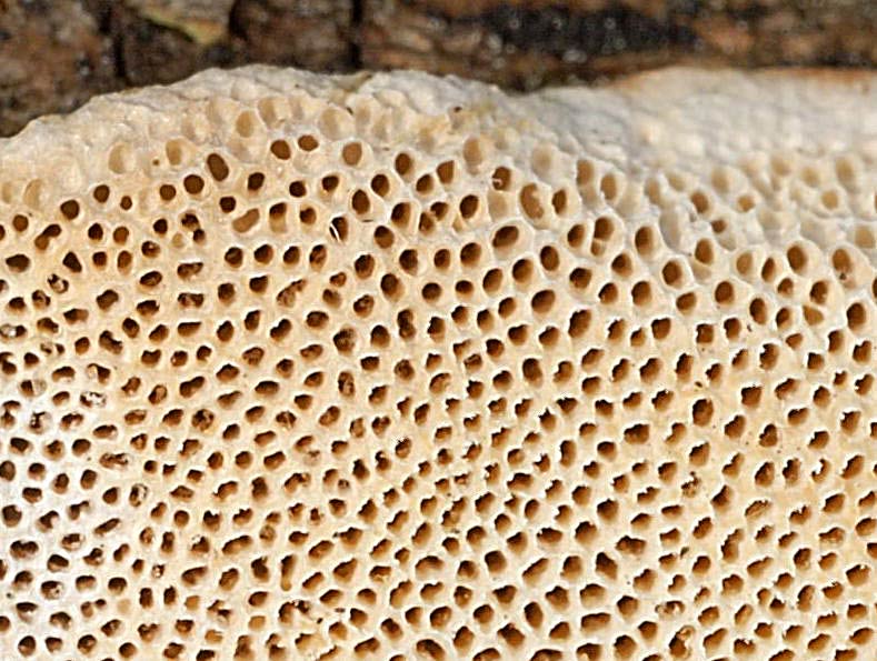 Altro lignicolo dalla Riserva Vomano (Perenniporia sp.)