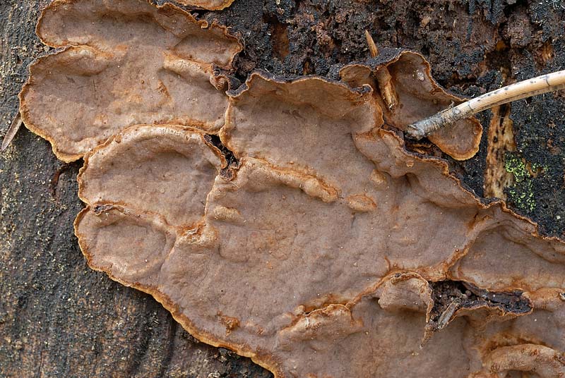 Lignicolo su pino - foto 3139 (Hymenochaete rubiginosa)