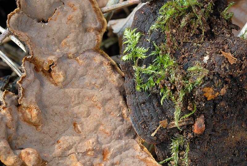 Lignicolo su pino - foto 3139 (Hymenochaete rubiginosa)
