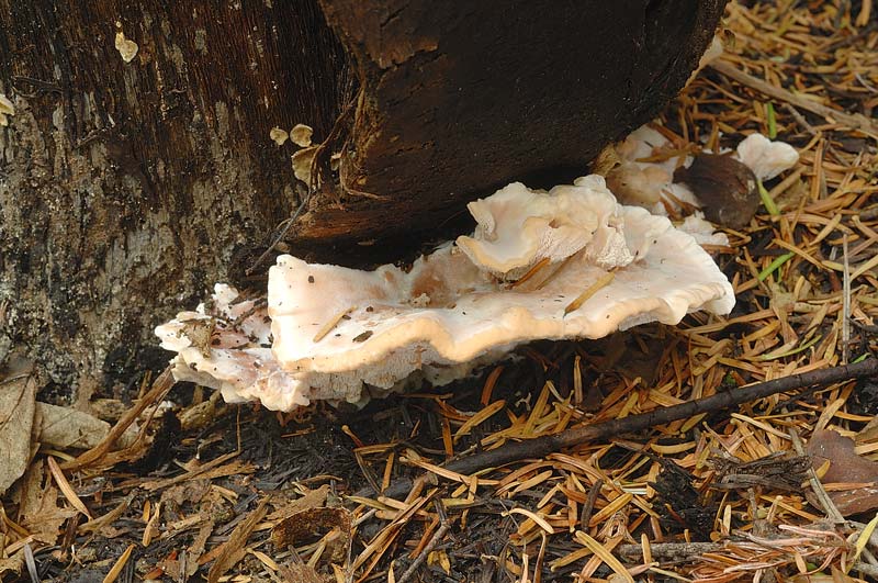 Lignicolo su Larice morto - foto 3484 (Abortiporus biennis)