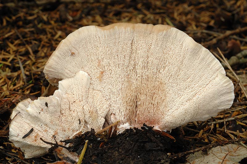 Lignicolo su Larice morto - foto 3484 (Abortiporus biennis)
