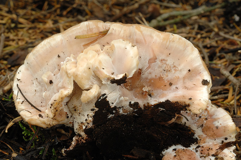 Lignicolo su Larice morto - foto 3484 (Abortiporus biennis)