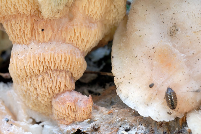 Lignicolo da determinare (Merulius tremellosus)