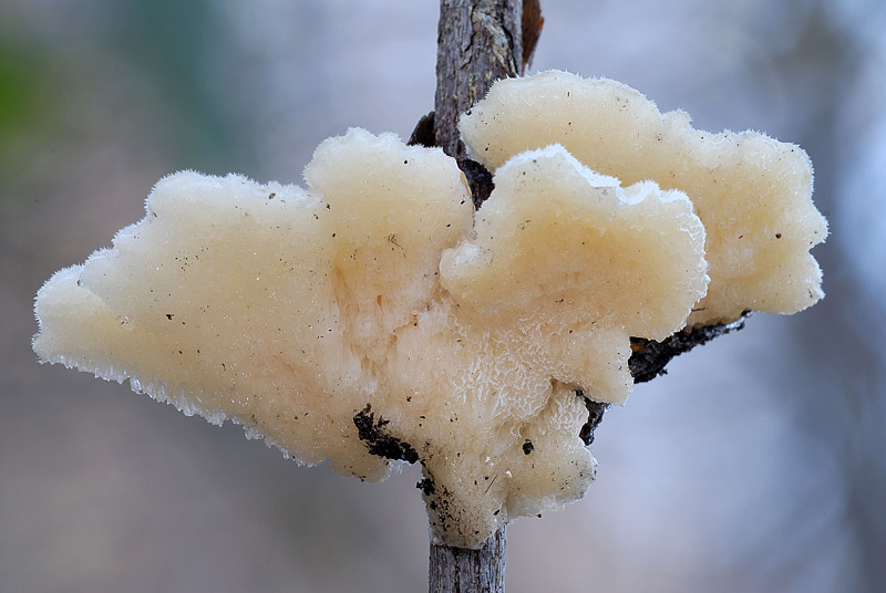 Seppur congelato lo presento (Trametes ochracea)