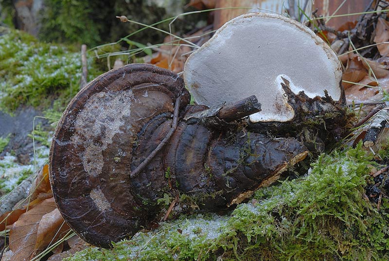 Un lignicolo di montagna da determinare