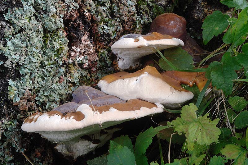 Bel lignicolo su quercia - foto 4429 (Ganoderma resinaceum)