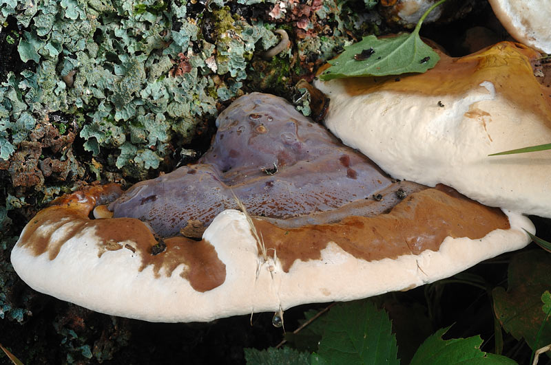 Bel lignicolo su quercia - foto 4429 (Ganoderma resinaceum)