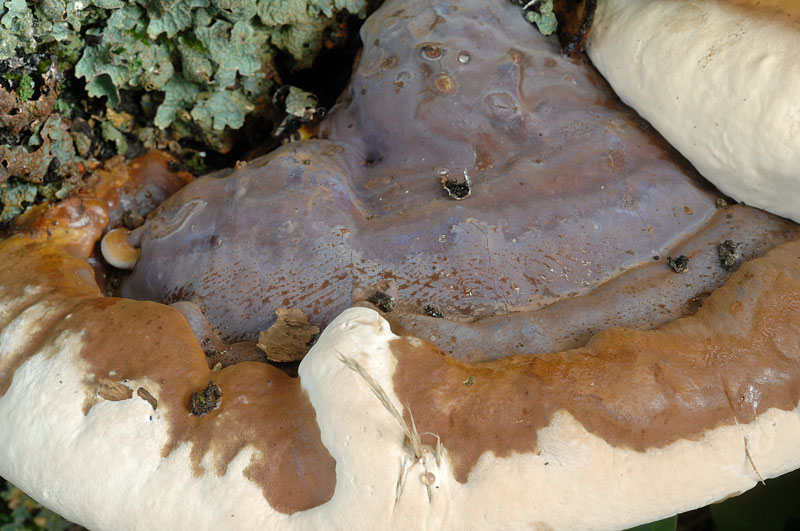 Bel lignicolo su quercia - foto 4429 (Ganoderma resinaceum)