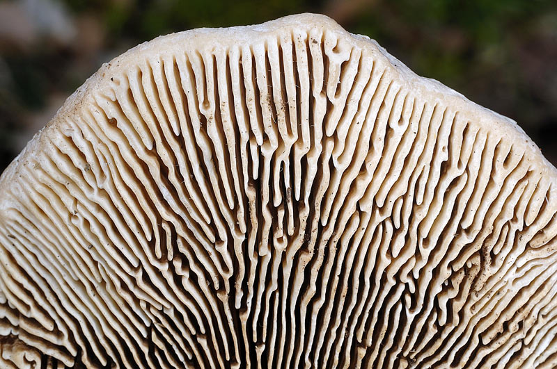 E'' Daedaleopsis confragosa? - foto 6434 (Lenzites warnieri)