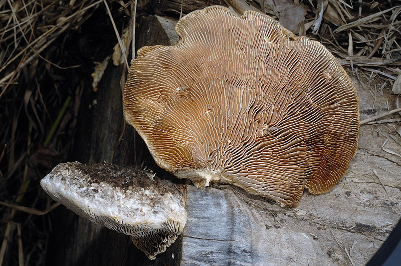 E'' Daedaleopsis confragosa? - foto 6434 (Lenzites warnieri)