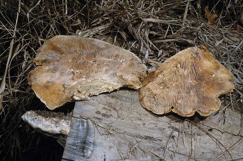 E'' Daedaleopsis confragosa? - foto 6434 (Lenzites warnieri)