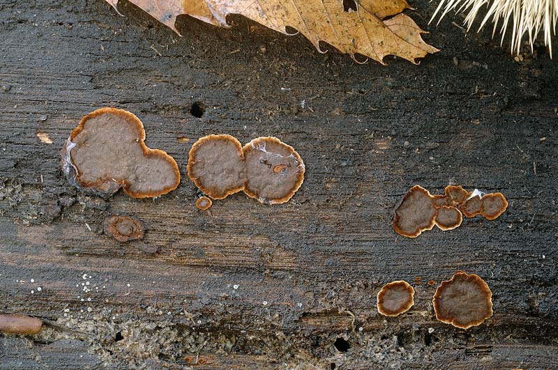 Probabile  Hymenochaete rubiginosa - foto 6500 e 6506