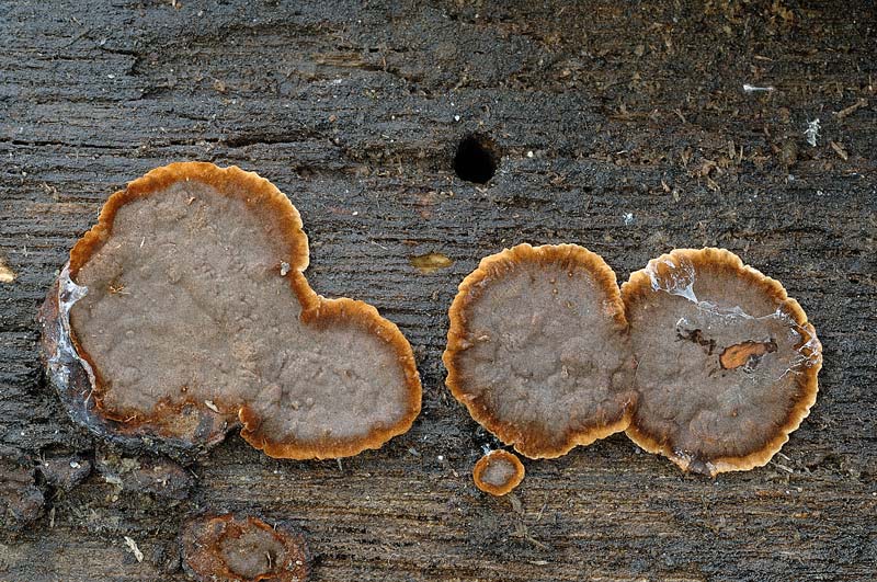 Probabile  Hymenochaete rubiginosa - foto 6500 e 6506
