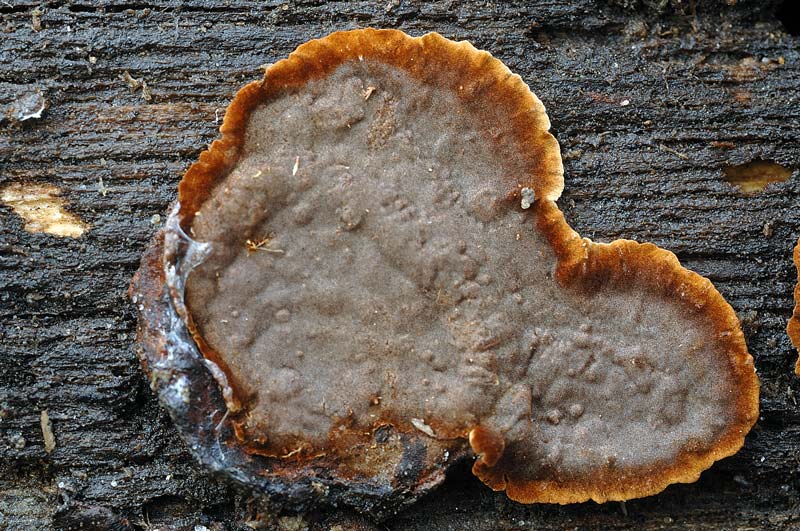 Probabile  Hymenochaete rubiginosa - foto 6500 e 6506