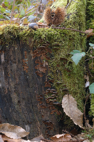 Probabile  Hymenochaete rubiginosa - foto 6500 e 6506