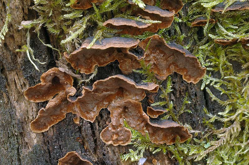 Probabile  Hymenochaete rubiginosa - foto 6500 e 6506