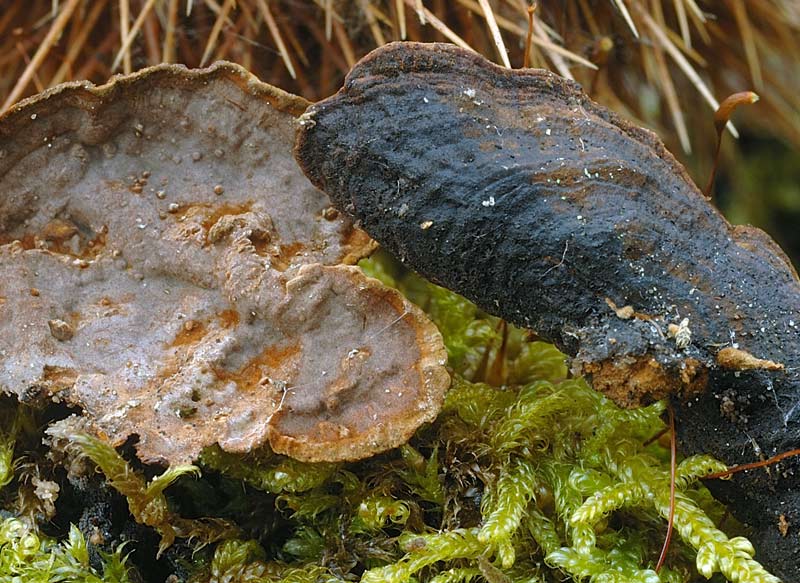 Probabile  Hymenochaete rubiginosa - foto 6500 e 6506