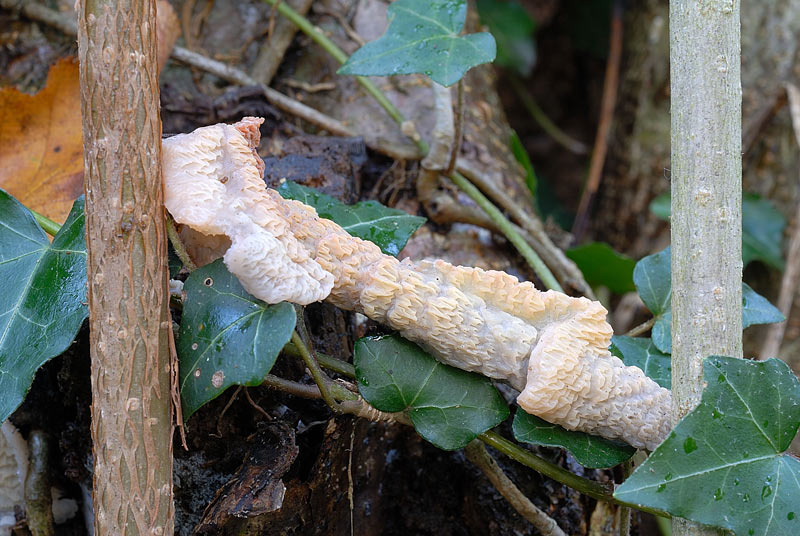 Lignicolo da determinare (Merulius tremellosus)