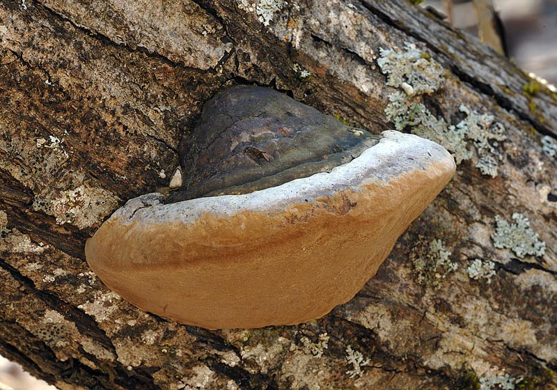 Forse Phellinus tuberculosus?-foto 7248 (Phellinus ignarius)