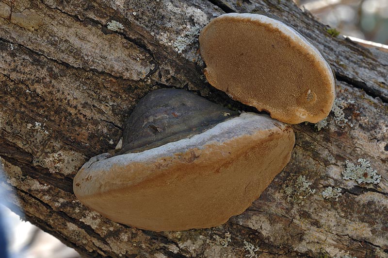Forse Phellinus tuberculosus?-foto 7248 (Phellinus ignarius)