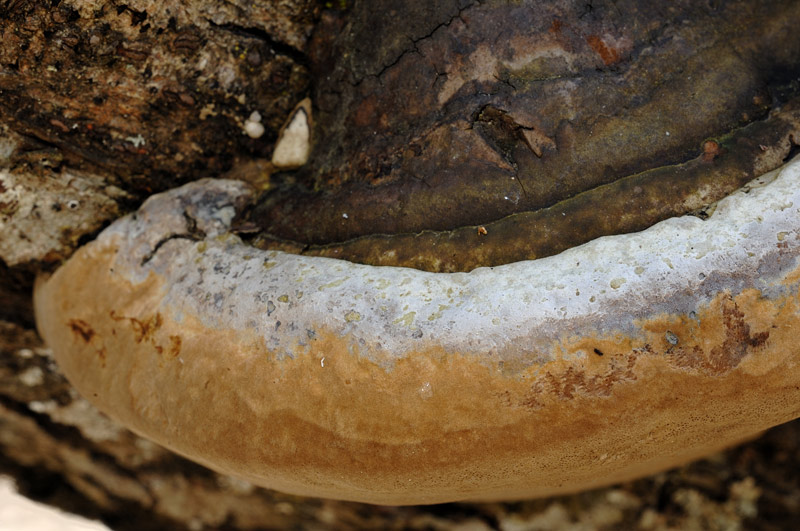 Forse Phellinus tuberculosus?-foto 7248 (Phellinus ignarius)