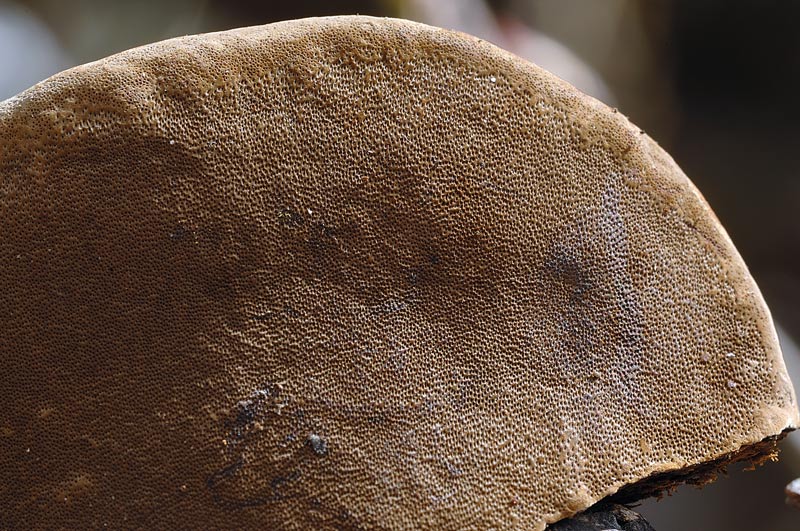 Forse Phellinus tuberculosus?-foto 7248 (Phellinus ignarius)