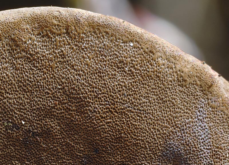 Forse Phellinus tuberculosus?-foto 7248 (Phellinus ignarius)