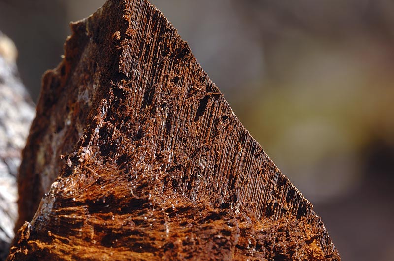 Forse Phellinus tuberculosus?-foto 7248 (Phellinus ignarius)