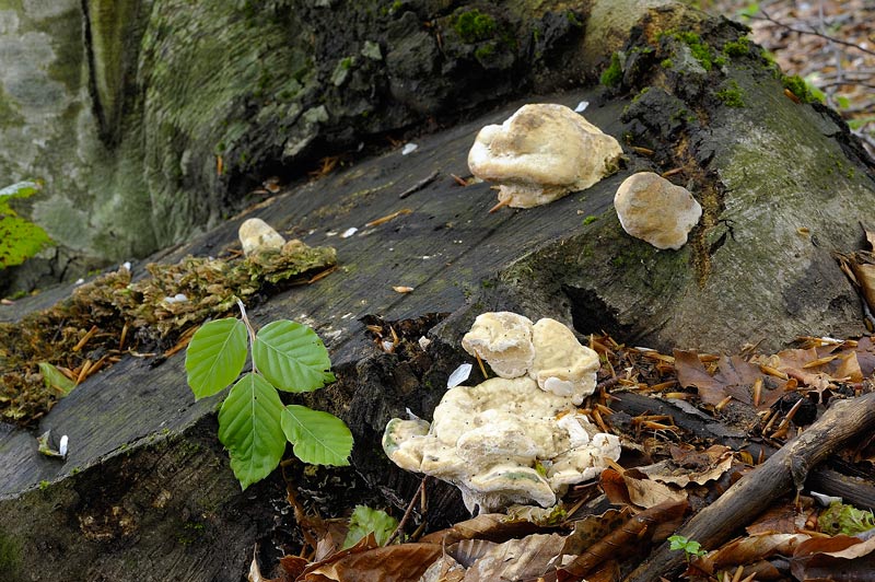 Su ceppo di faggio - foto 9417 (Trametes gibbosa)