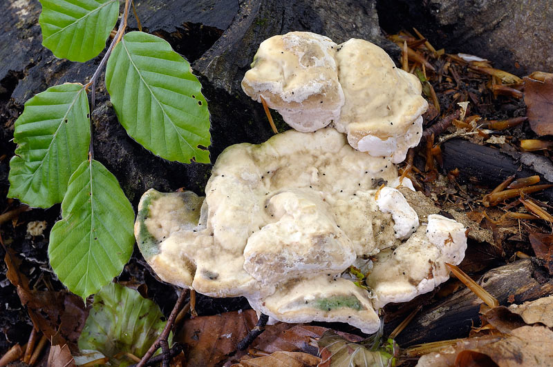 Su ceppo di faggio - foto 9417 (Trametes gibbosa)