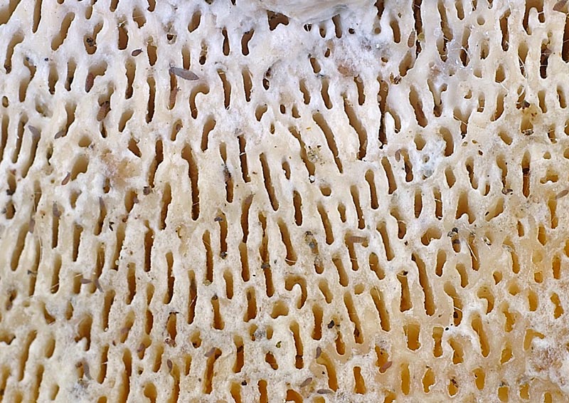 Su ceppo di faggio - foto 9417 (Trametes gibbosa)