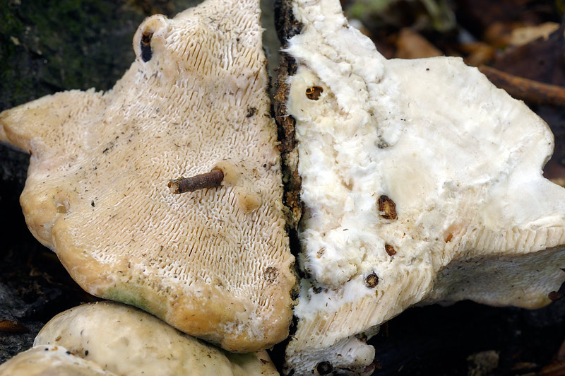Su ceppo di faggio - foto 9417 (Trametes gibbosa)