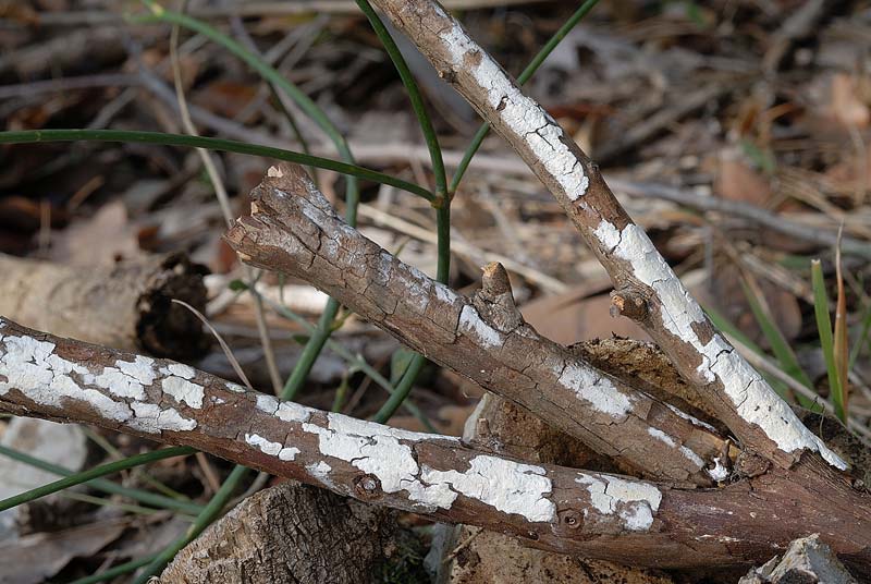 Piccola crosta su Ginestra (Hyphodontia juniper)