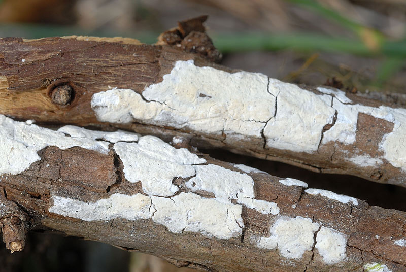 Piccola crosta su Ginestra (Hyphodontia juniper)