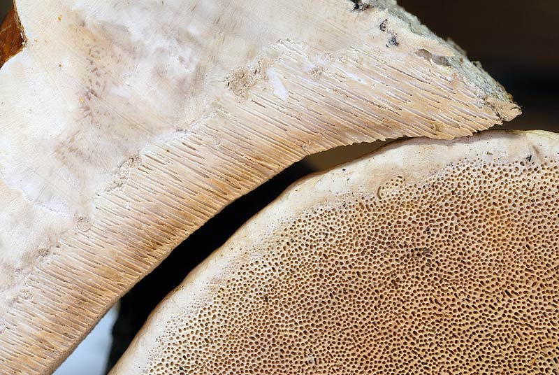 Ulteriore aiuto (Fomitopsis pinicola)